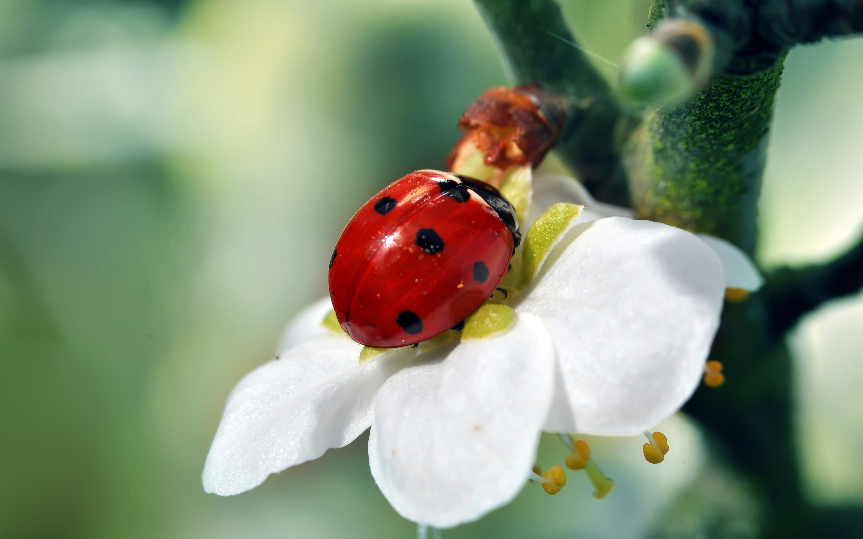 Ladybird Beetle - HD Wallpaper 
