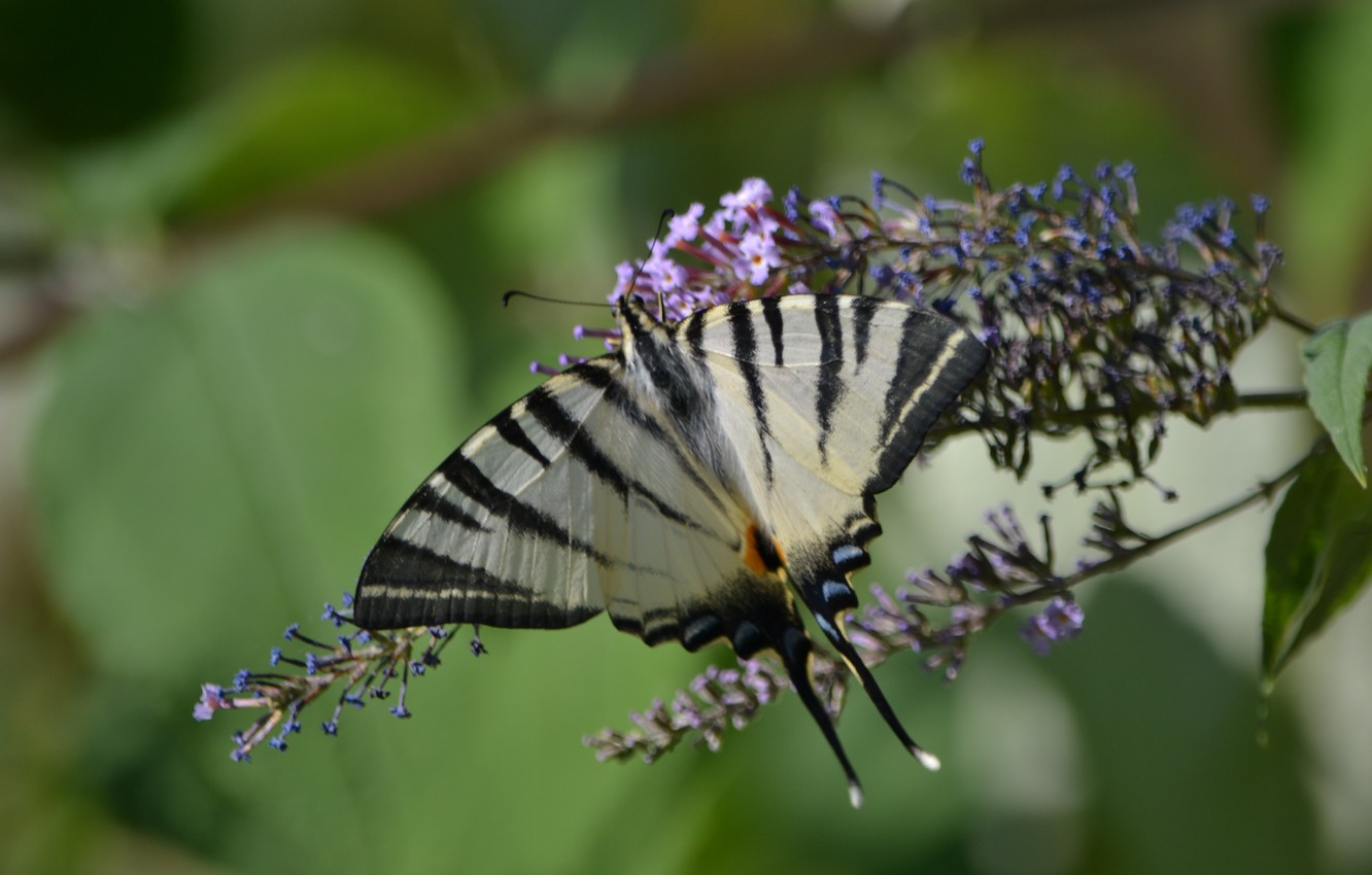 Photo Wallpaper Greens, Blue, Yellow, Nature, Butterfly, - Papilio - HD Wallpaper 