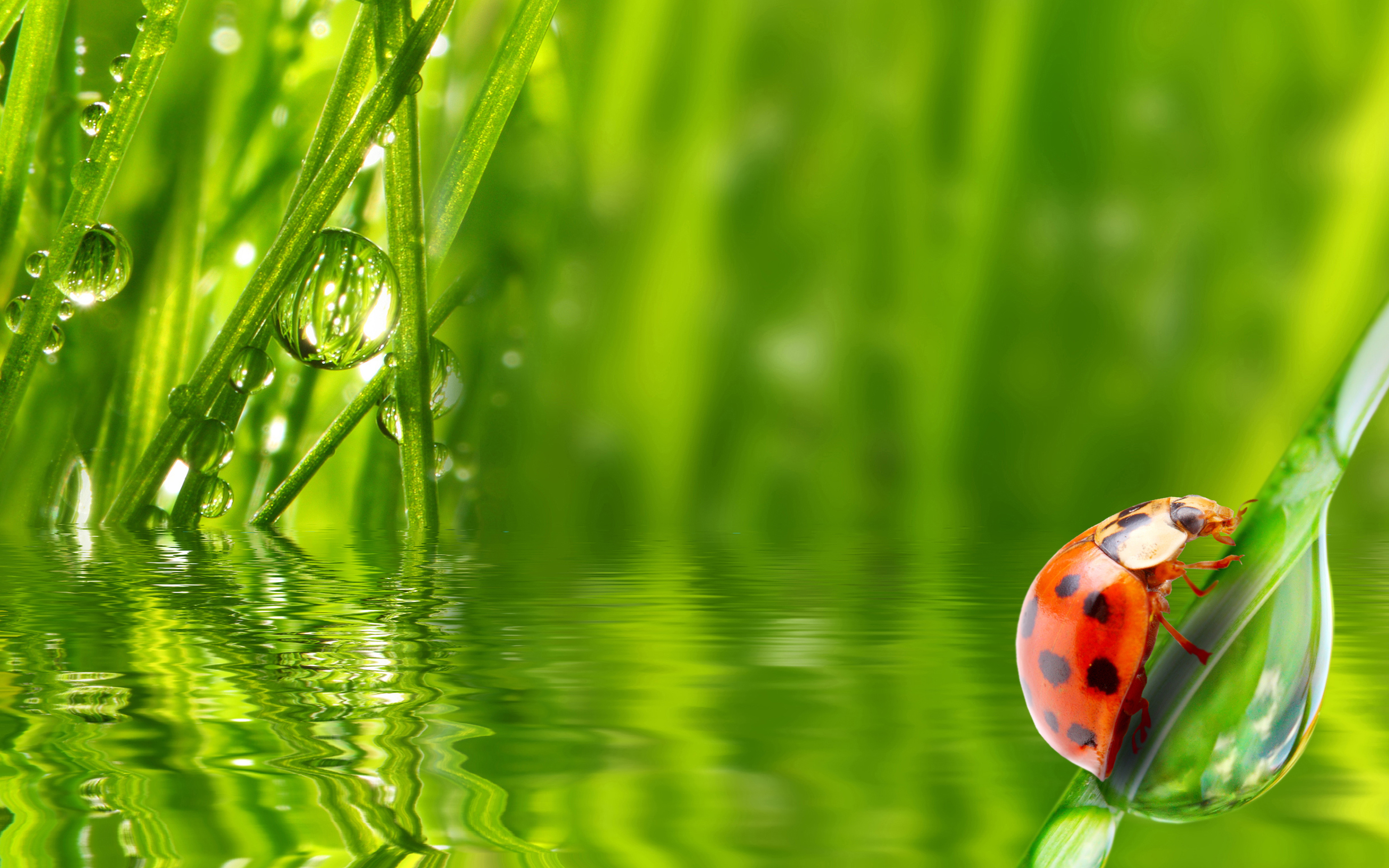 Water Drop In Grass - HD Wallpaper 