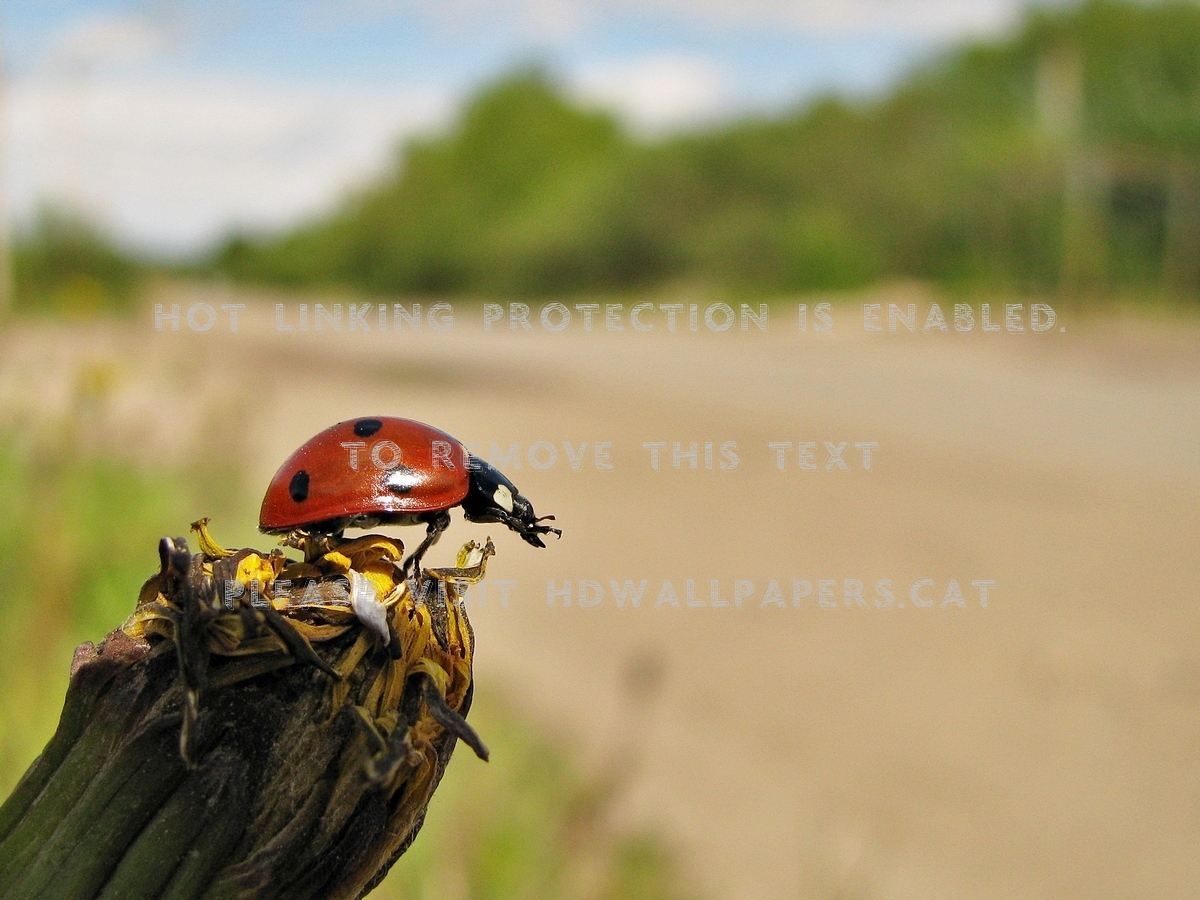Hitchhiker Lady Bird Nature Bugs - Ladybug - HD Wallpaper 