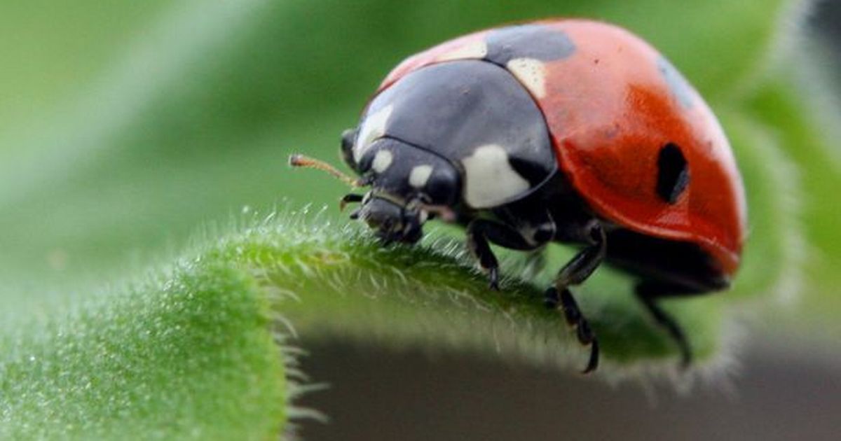 Beautiful Ladybird - Ladybugs Live - HD Wallpaper 