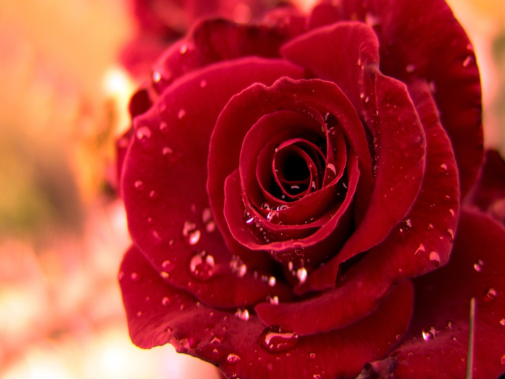 Red Rose Heart Wallpapers Wallpaper - Red Rose With Water Drops - HD Wallpaper 