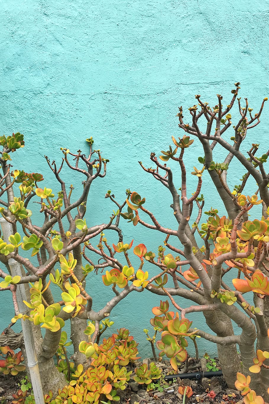 Caesalpinia - HD Wallpaper 