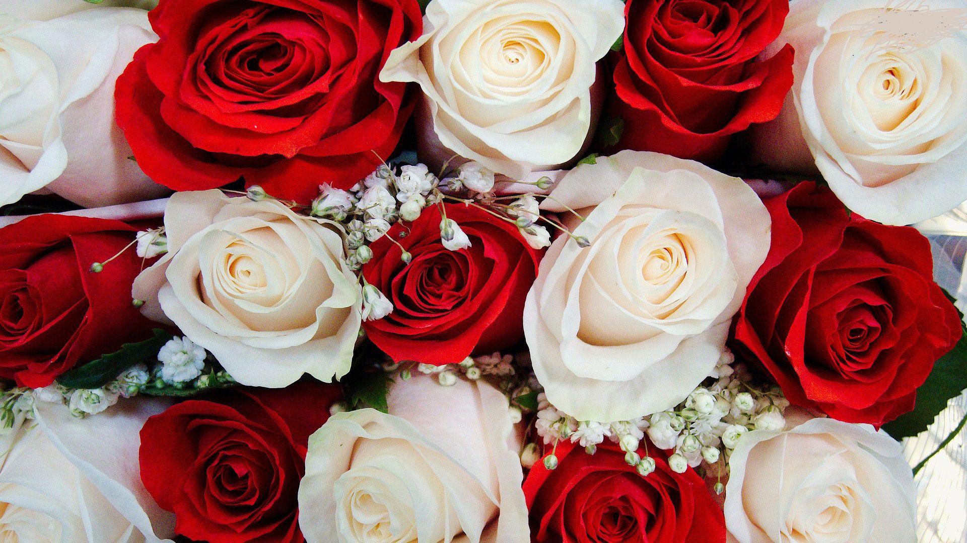 Beautiful Red And White Flowers - HD Wallpaper 