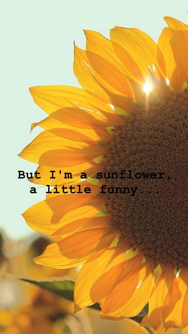 Lock Screen Sunflower Quotes - 640x1136 Wallpaper 