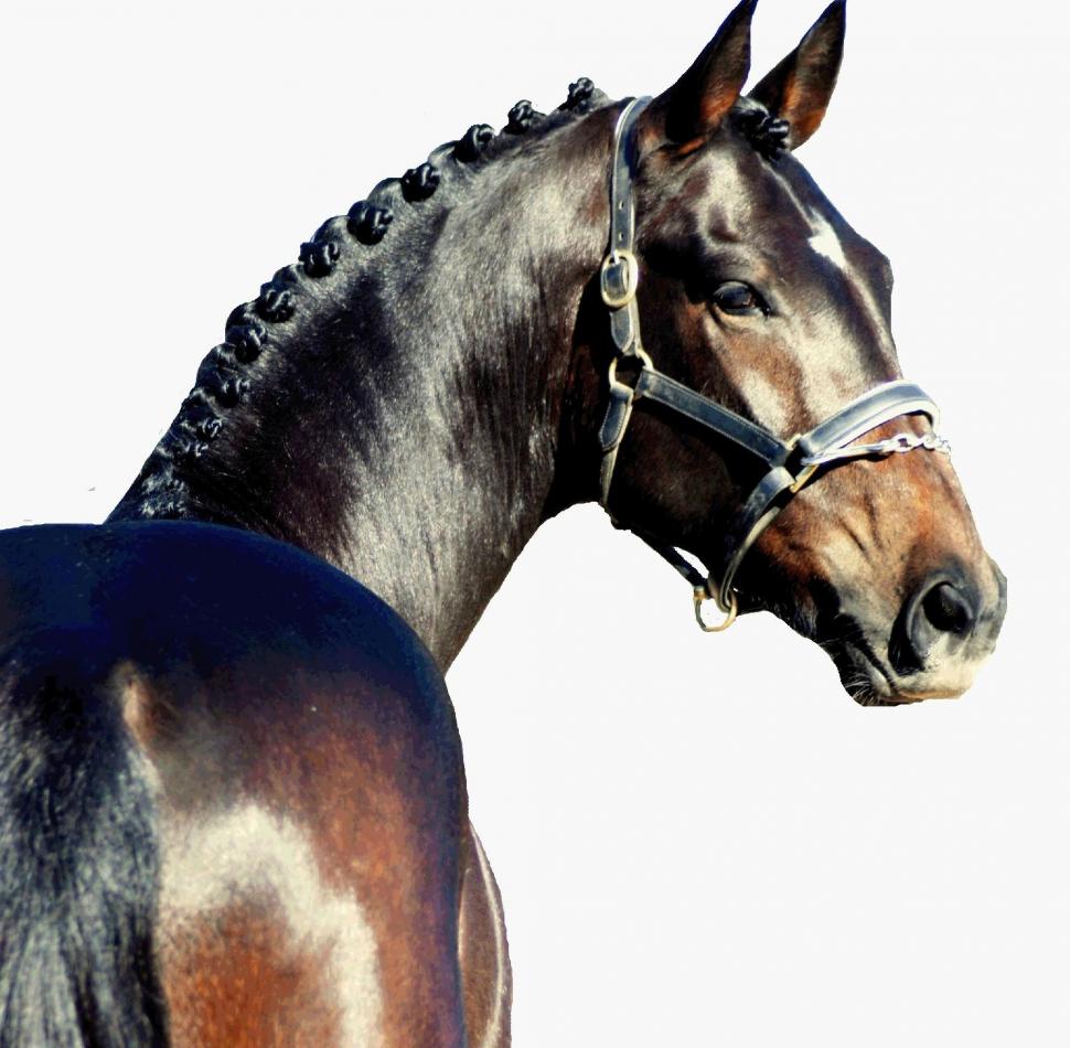 Headshot Of A Warmblood Wallpaper,horses Hd Wallpaper,warmblood - HD Wallpaper 
