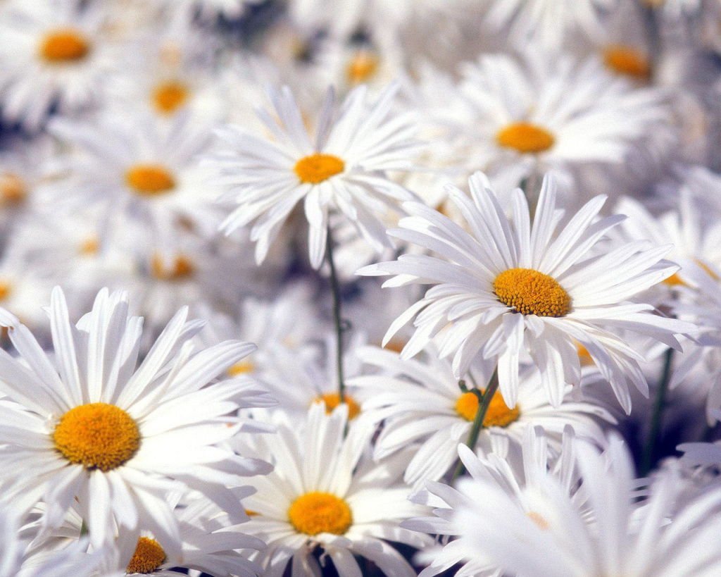 Beautiful Flower - HD Wallpaper 