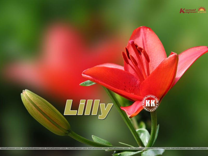 Sprenger's Tulip - HD Wallpaper 