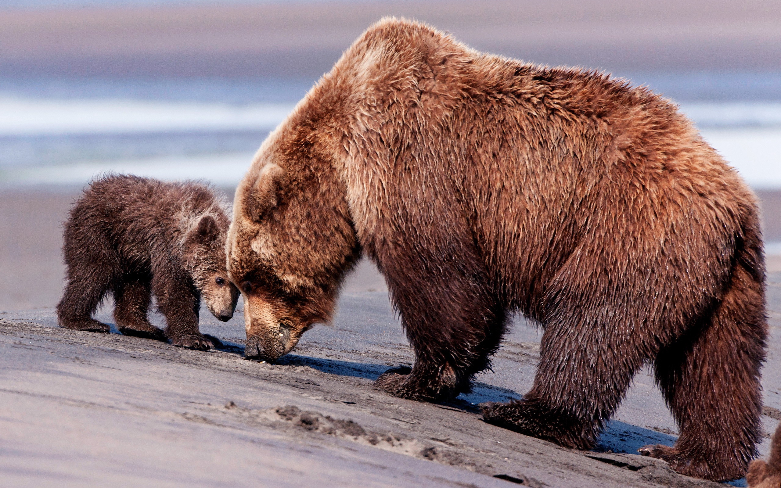 Wallpaper Bears, Baby, Couple, Caring - Bear - HD Wallpaper 