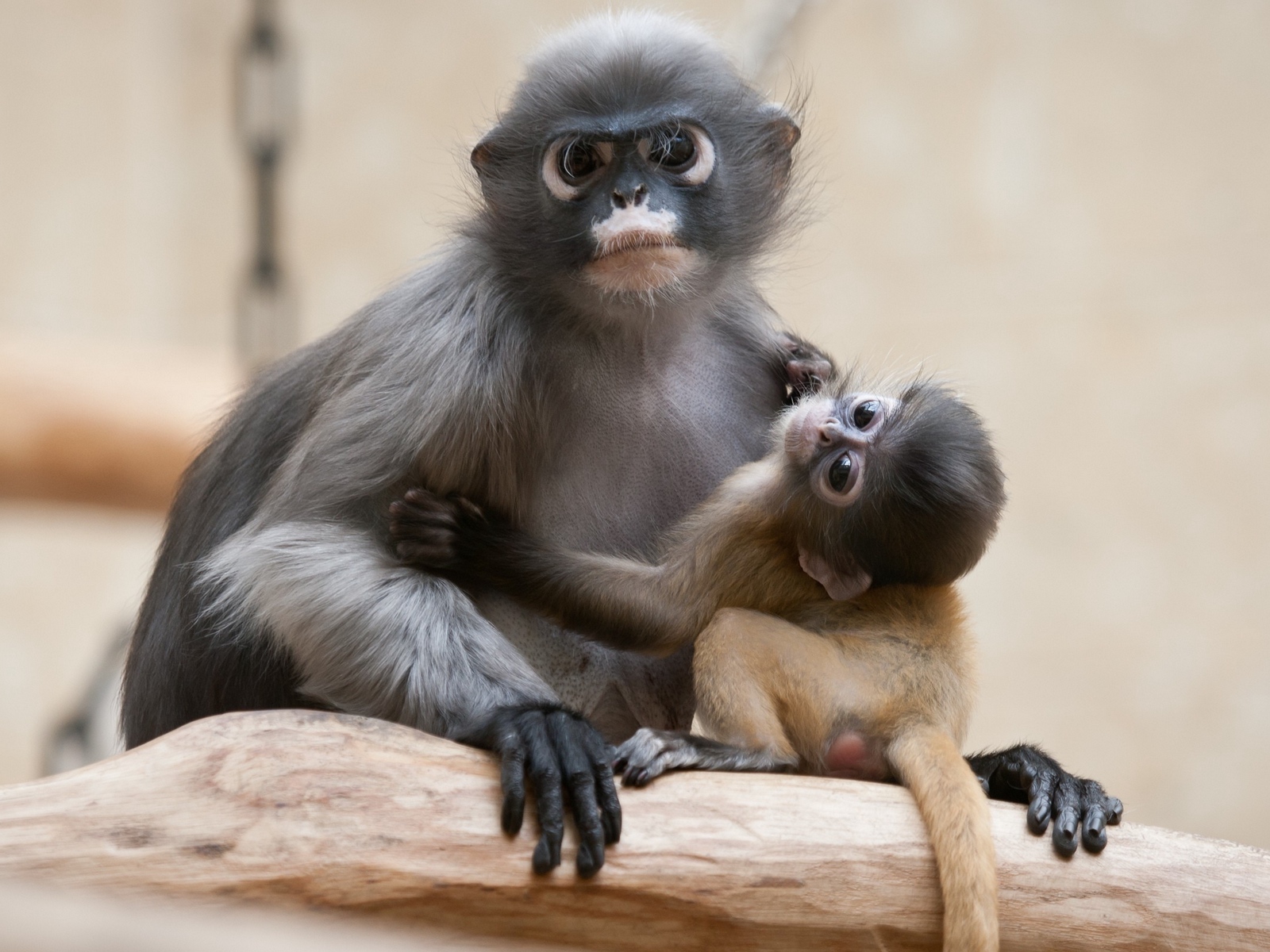 Wallpaper Monkey, Baby, Couple, Caring - Un Mono Cargando A Su Cria - HD Wallpaper 