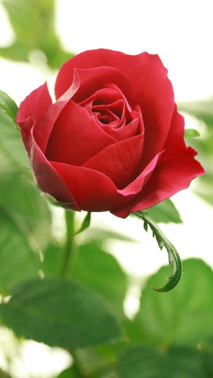 गुलाब के फूल के वॉलपेपर - HD Wallpaper 