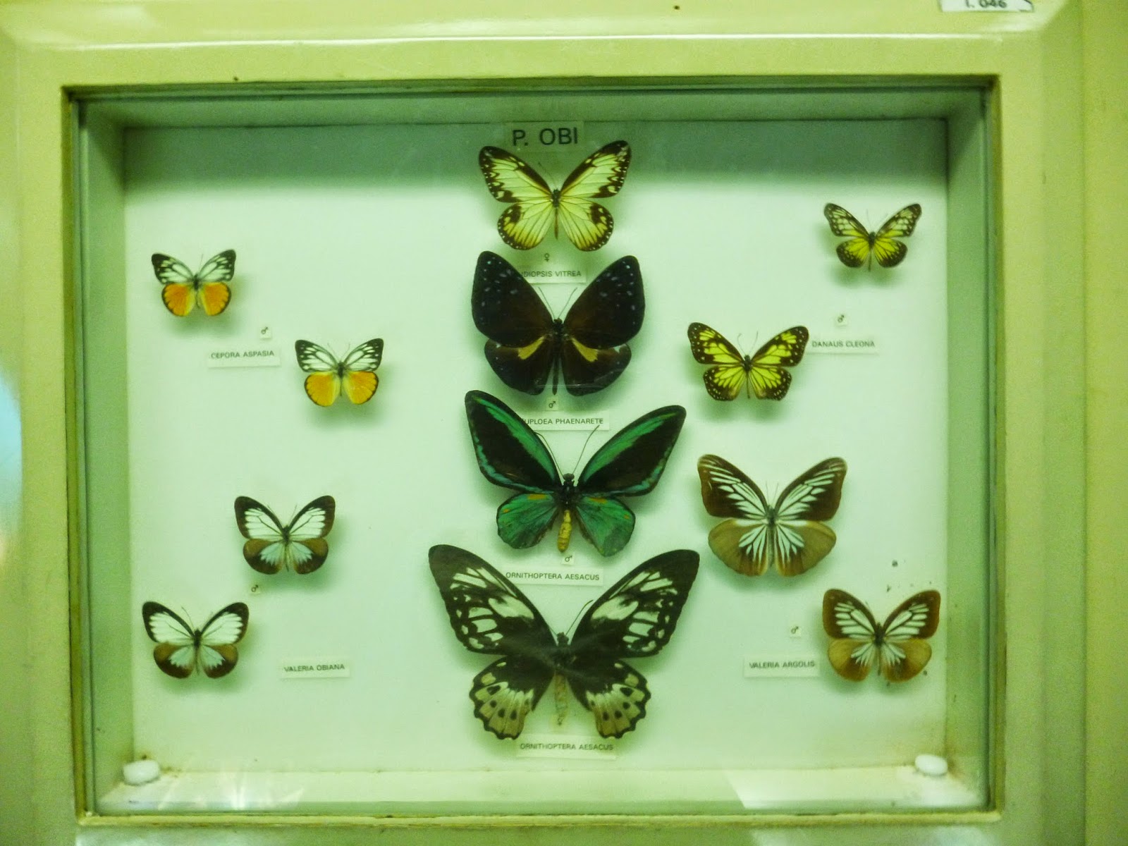 Lycaenid - HD Wallpaper 