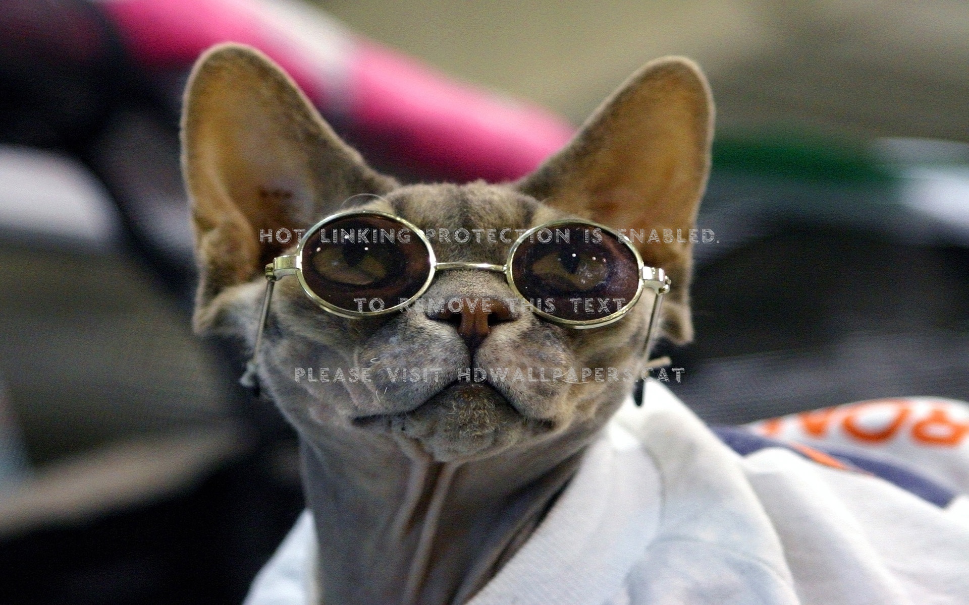 Funny Dog Sun Glass Animals - Cat - HD Wallpaper 