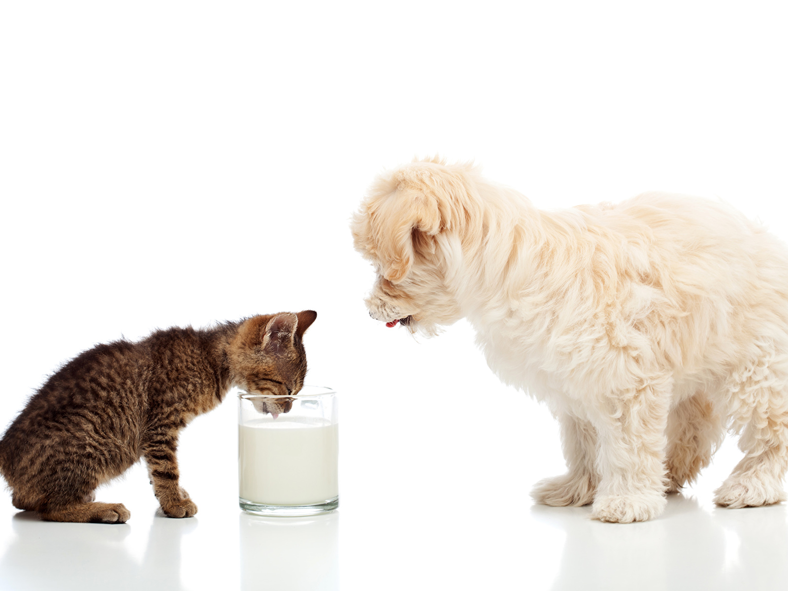 Maltese - HD Wallpaper 