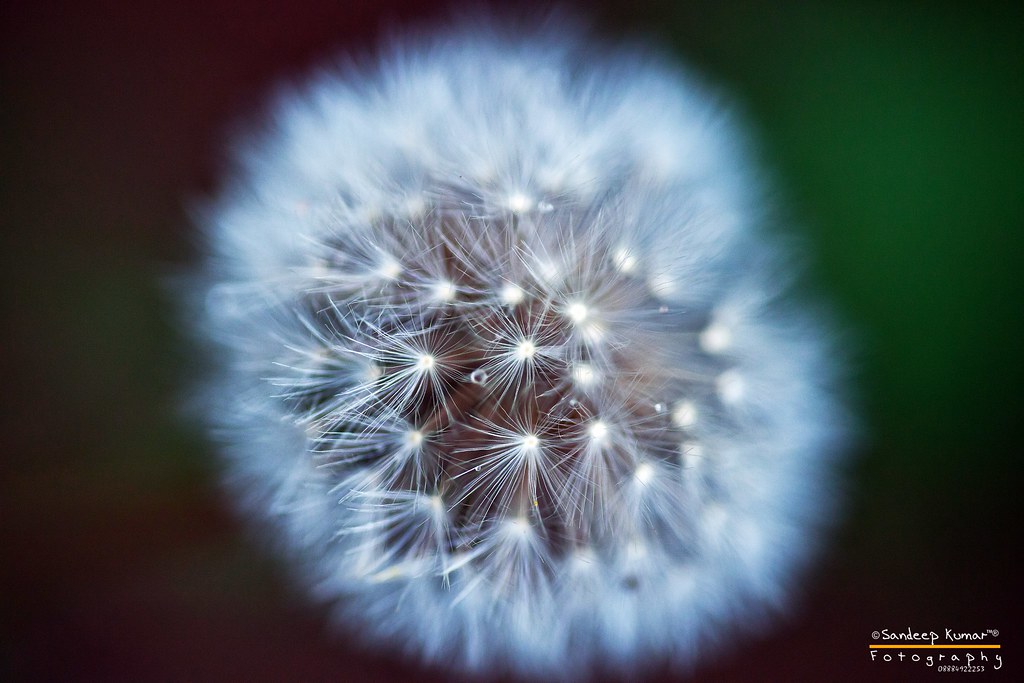 Close-up - HD Wallpaper 