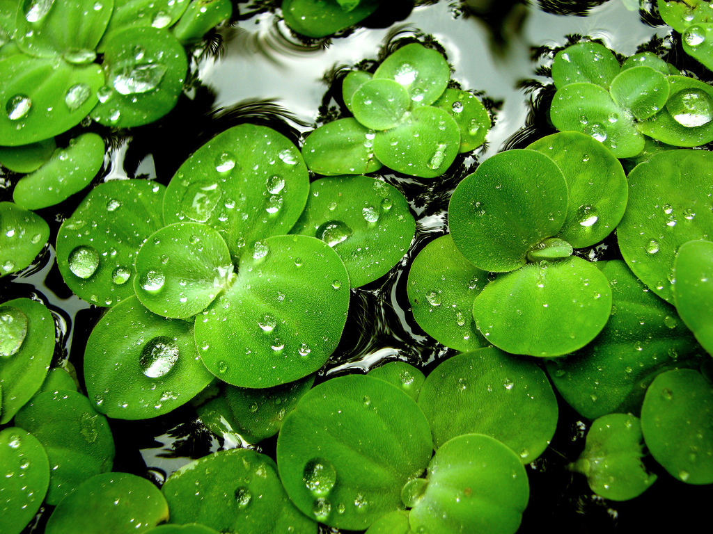 Download Beautiful Apple Green Apple Hd Wallpaper Full - Green Leaves Water Drop - HD Wallpaper 