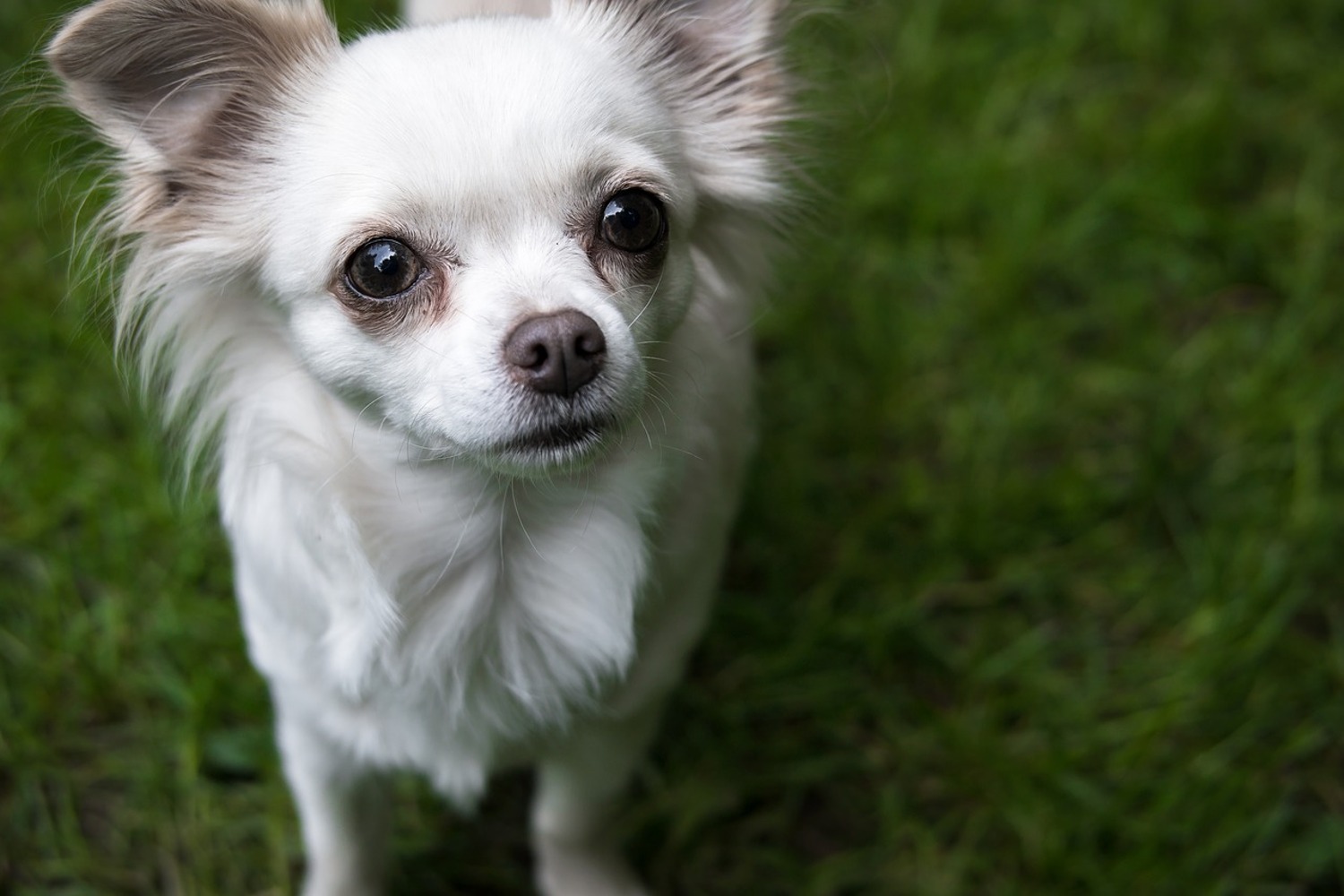 Photo Wallpaper Chihuahua Look - White Long Coat Chihuahuas - HD Wallpaper 