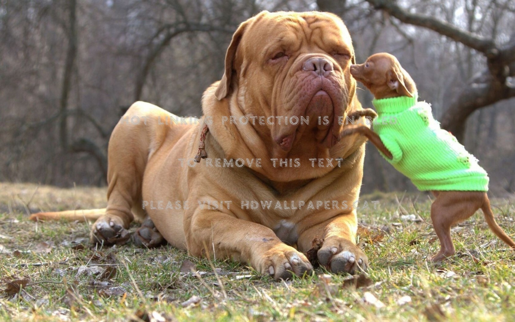 French Mastiff Dogue De Bordeaux Chiwawa - Dogue De Bordeaux Full Grown - HD Wallpaper 