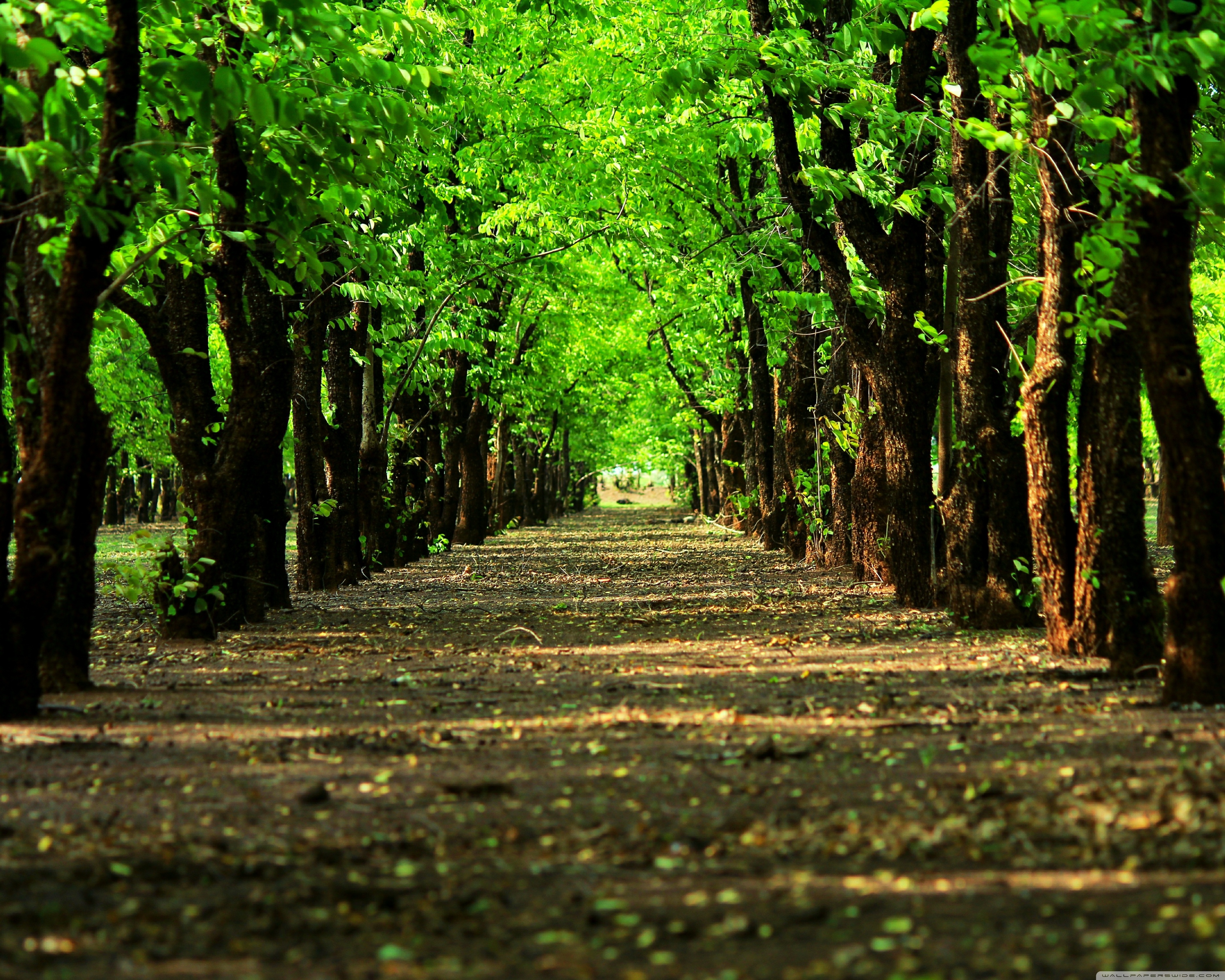 Tree Wallpaper Full Hd - 3750x3000 Wallpaper Tree Wallpaper Full Hd - 3750x3000 Wallpaper