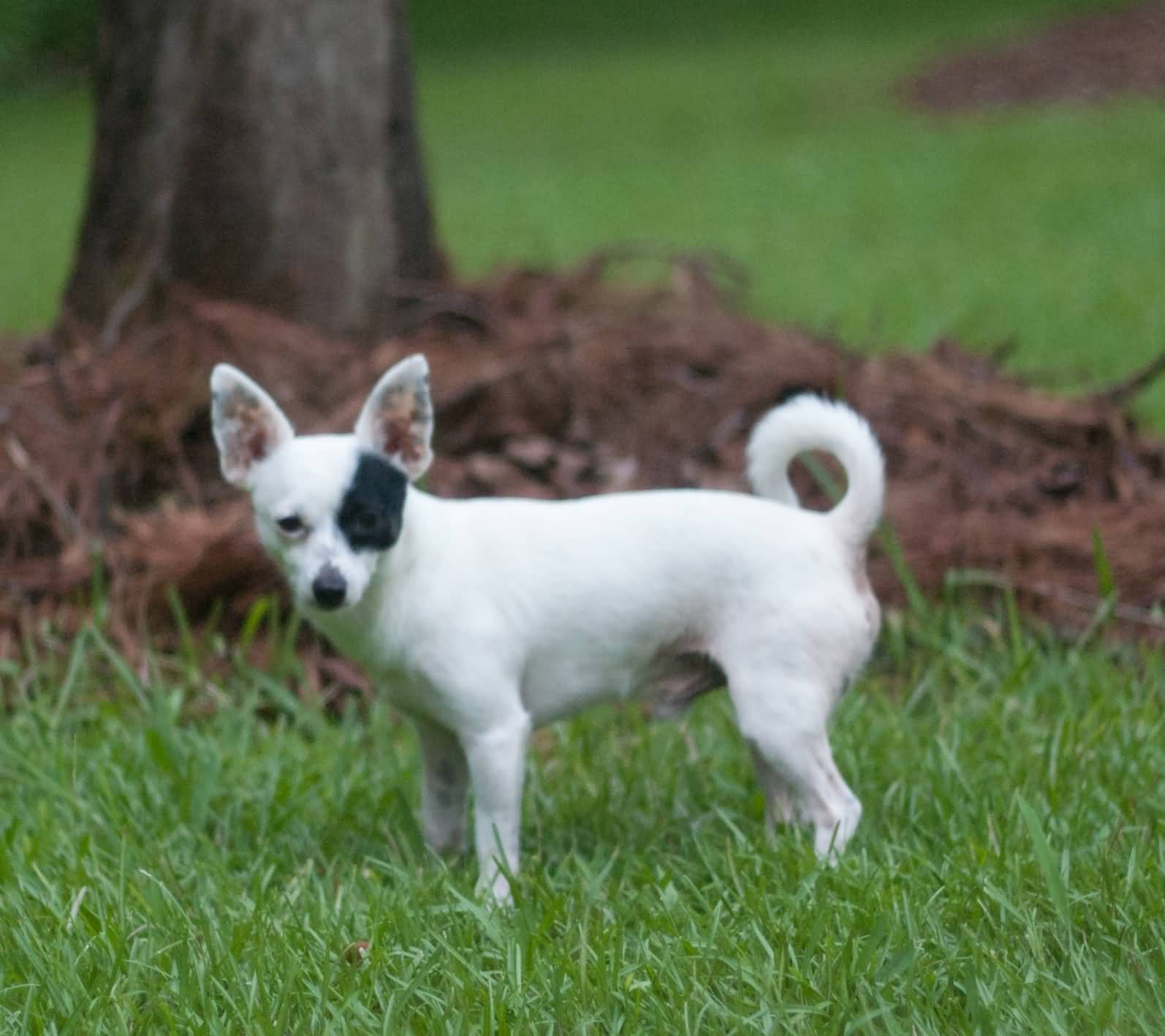 Awesome Chihuahua Dog Standing In Garden - Papillon Chihuahua Mix Short Hair - HD Wallpaper 