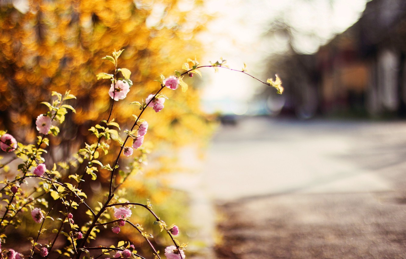 Photo Wallpaper Road, Greens, Leaves, Trees, Flowers, - Road Background Flower Hd - HD Wallpaper 