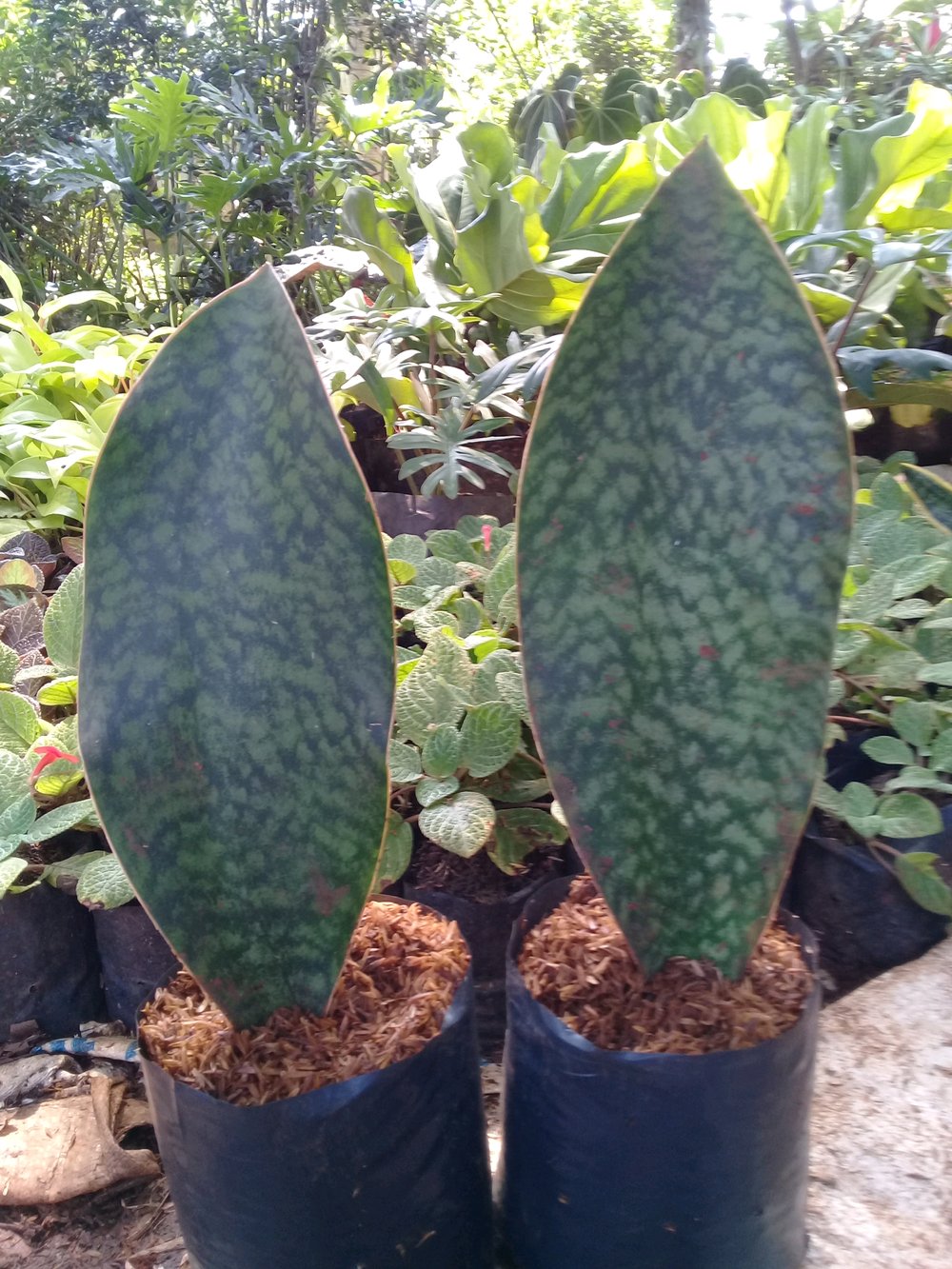 Houseplant - HD Wallpaper 