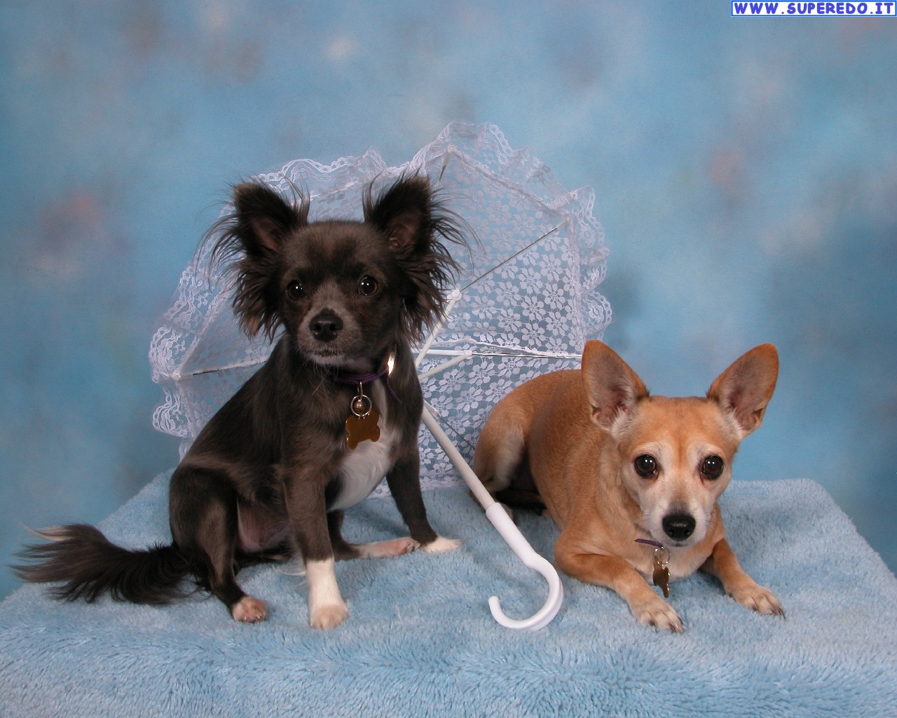 Chihuahua - HD Wallpaper 