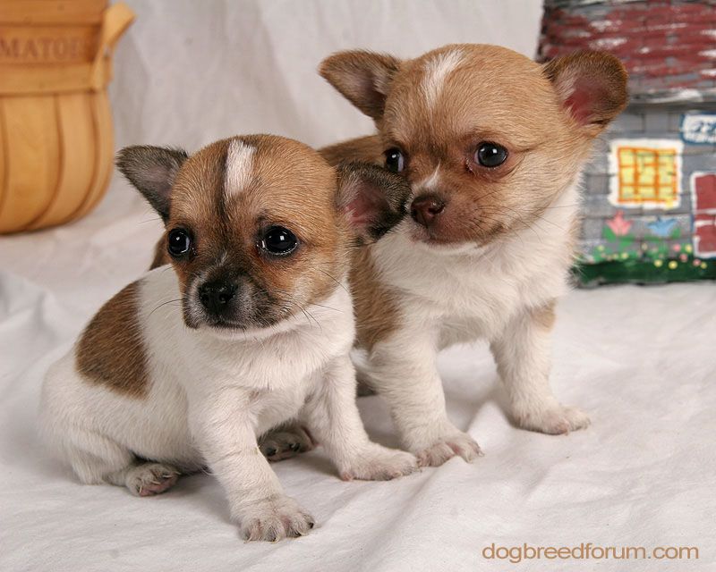 Teacup Chihuahua Puppies - HD Wallpaper 