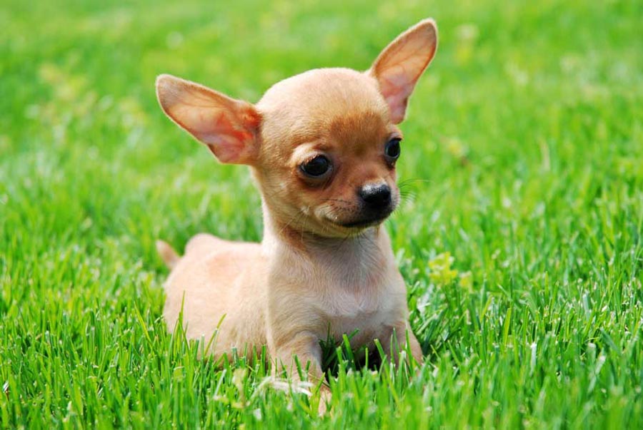 Chihuahua Puppies - HD Wallpaper 