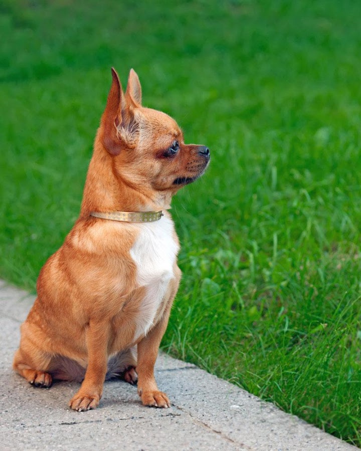 Chihuahua Wallpaper And Screensavers - Retro Chihuahua - HD Wallpaper 