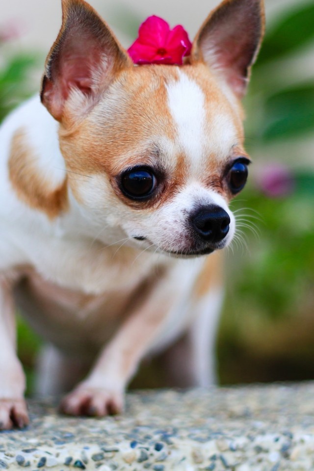 Chihuahua, Small Dogs, Blur - Hp Chihuahua - HD Wallpaper 