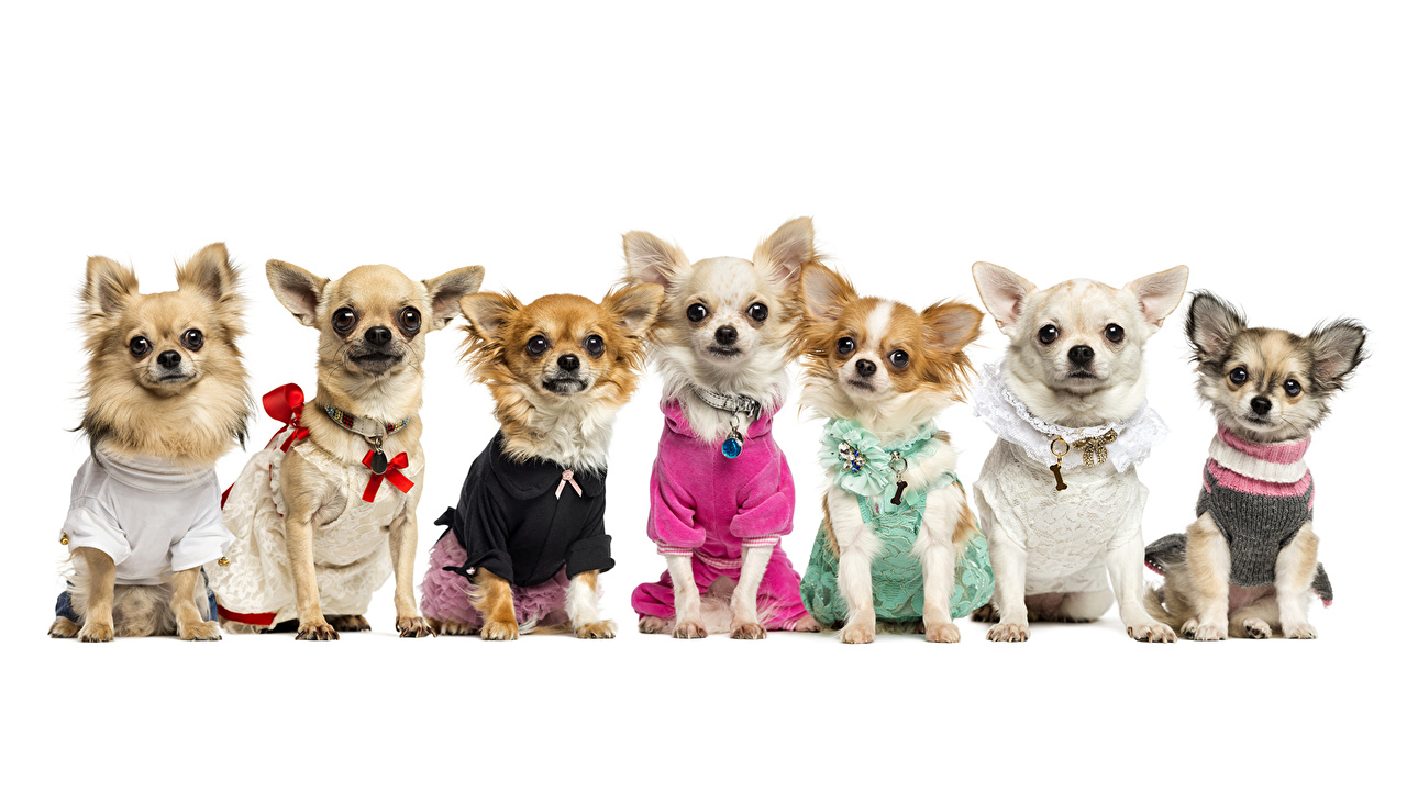 Chihuahua Races San Antonio - HD Wallpaper 