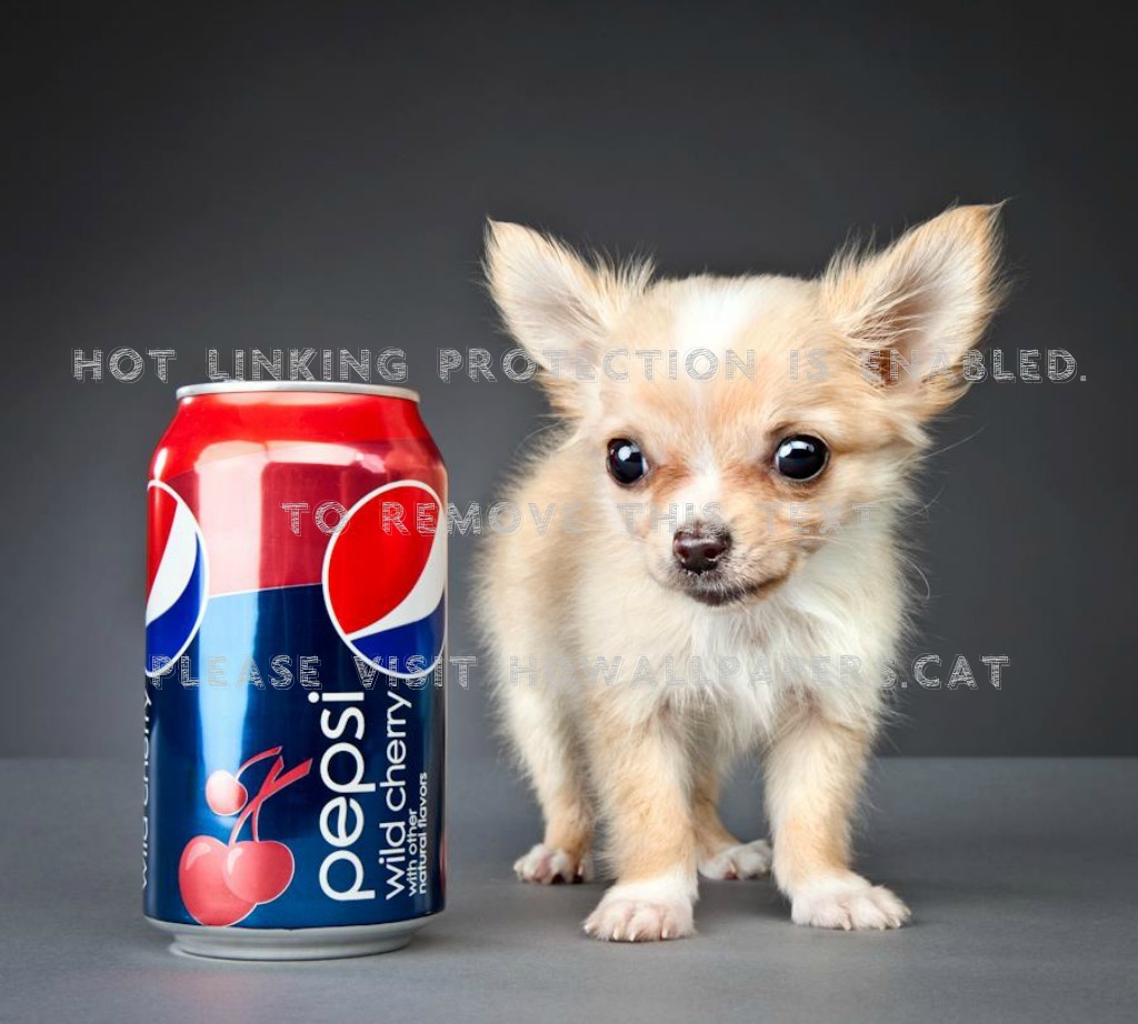 Cute Chiwawa Pet Puppy Dog Drink Can - Cute Chiwawa - HD Wallpaper 