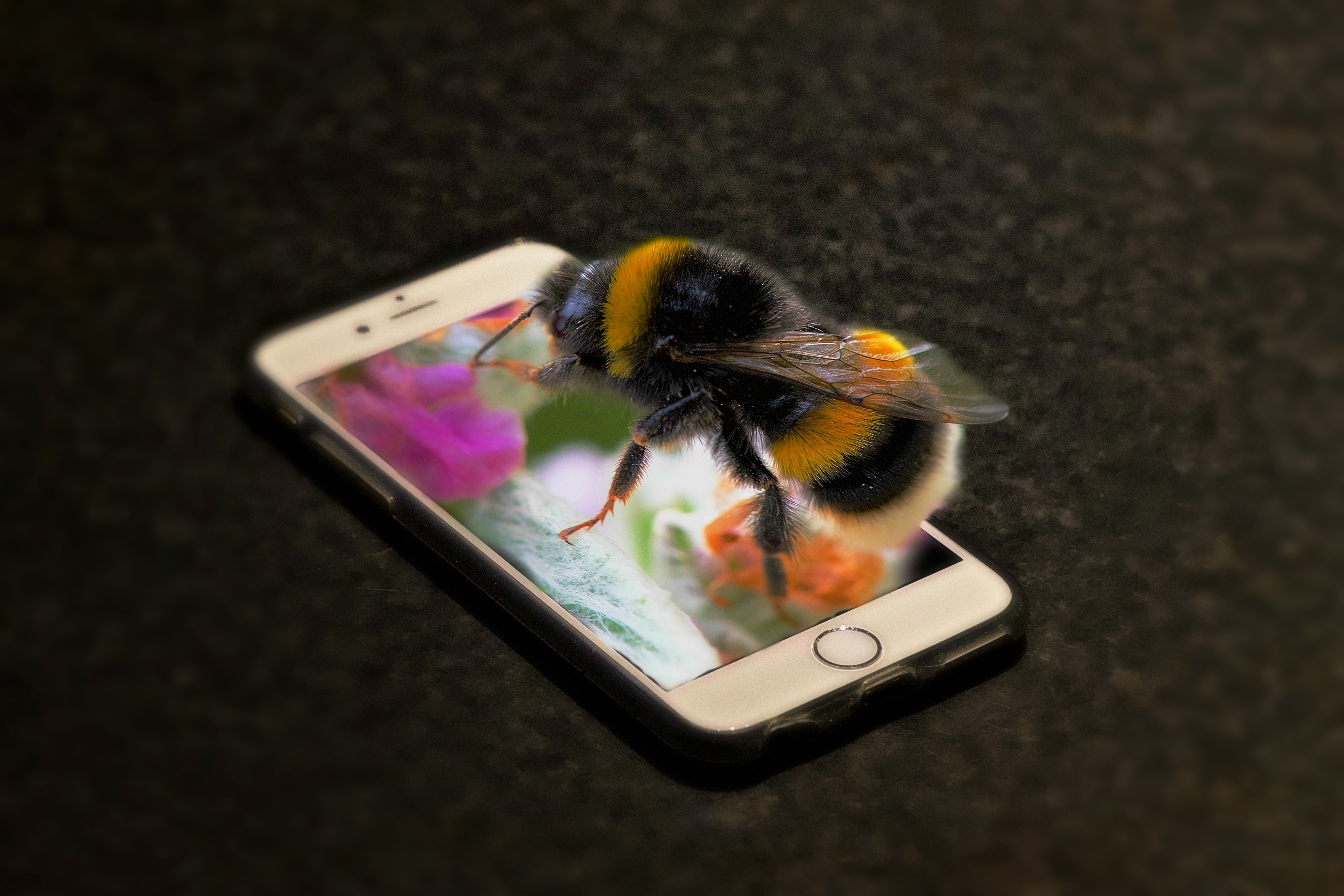 3d Wallpaper Iphone Bee Image Num 23