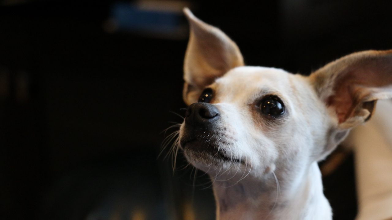 Wallpaper Chihuahua, Dog, Muzzle - Small Chihuahua Mixed Breeds - HD Wallpaper 