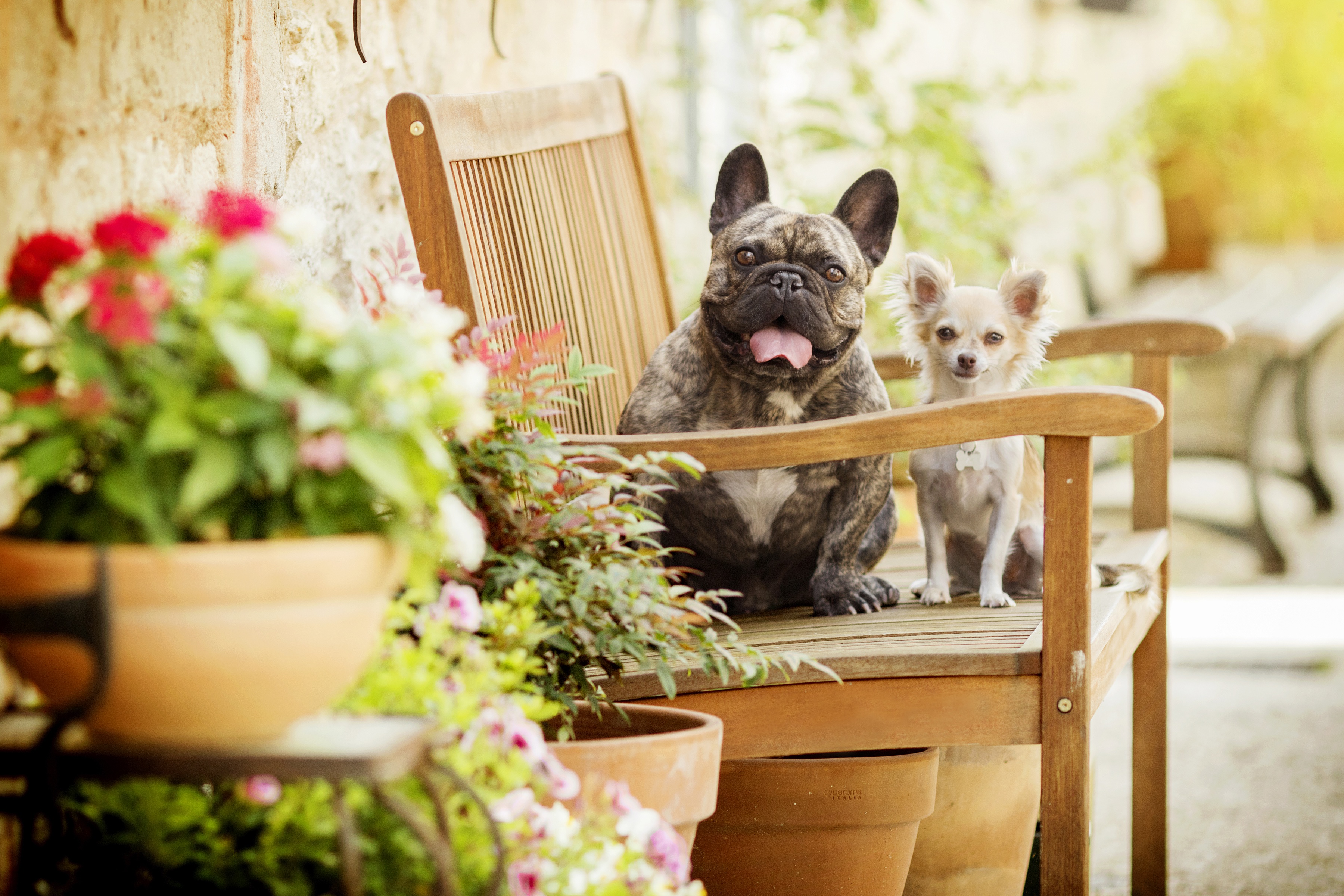 French Bulldog - HD Wallpaper 