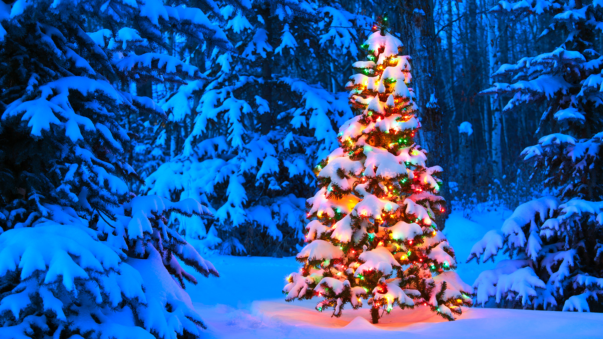 Christmas Tree In Forest - HD Wallpaper 