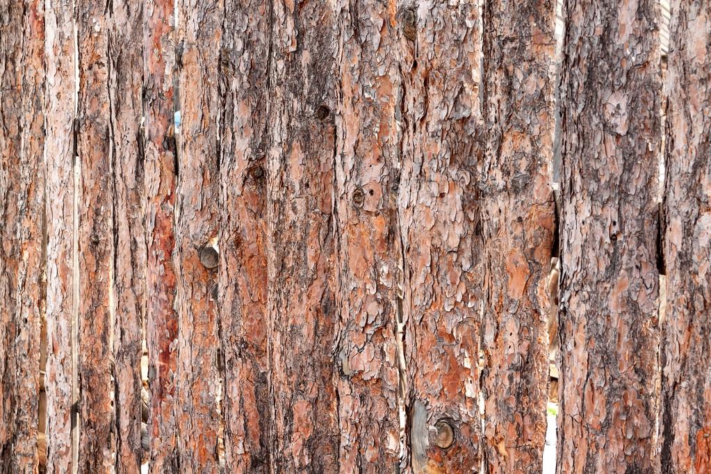 Papel Tronco De Arvore - HD Wallpaper 