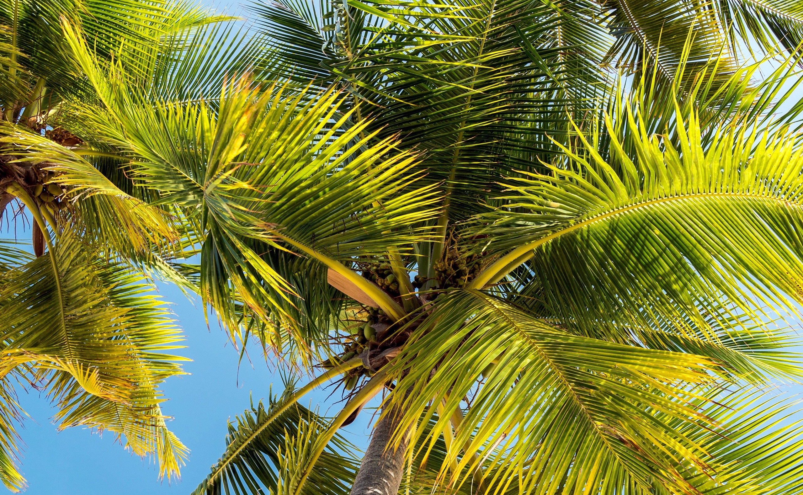 Palm Tree Yellow Background Iphone - HD Wallpaper 
