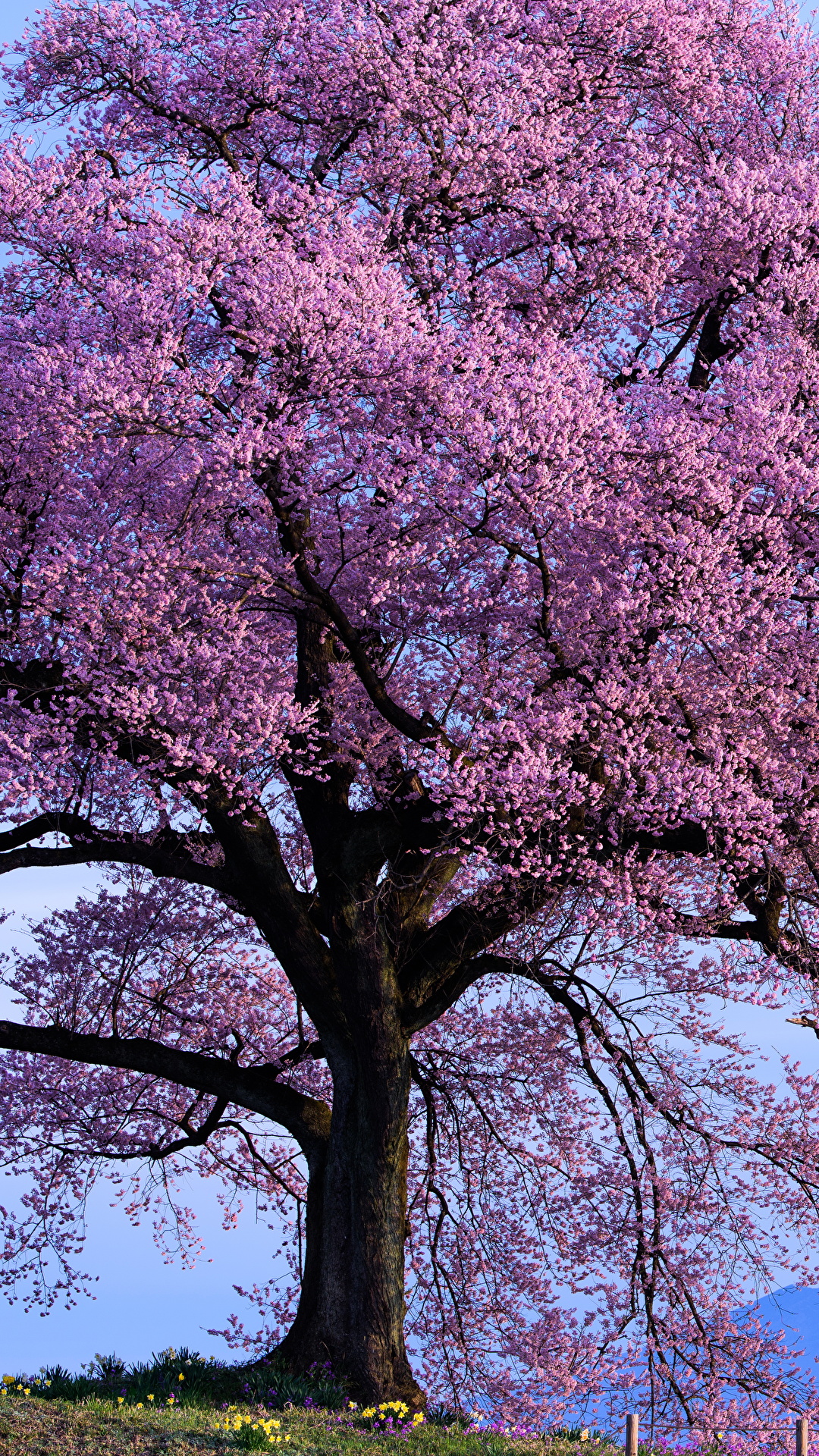 Arka Plan Ağaçlar Renkli - HD Wallpaper 