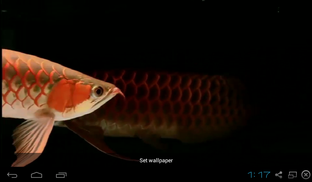 Bony-fish - HD Wallpaper 