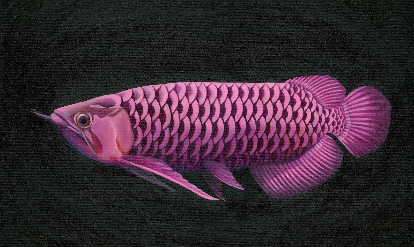 Coral Reef Fish - HD Wallpaper 