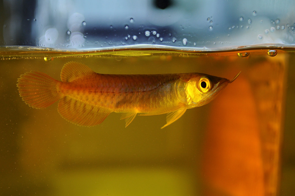 Pomacentridae - HD Wallpaper 