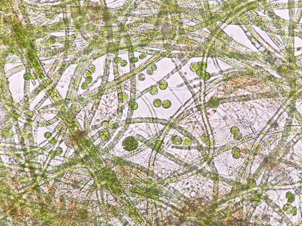 Pondlife - Grass - HD Wallpaper 