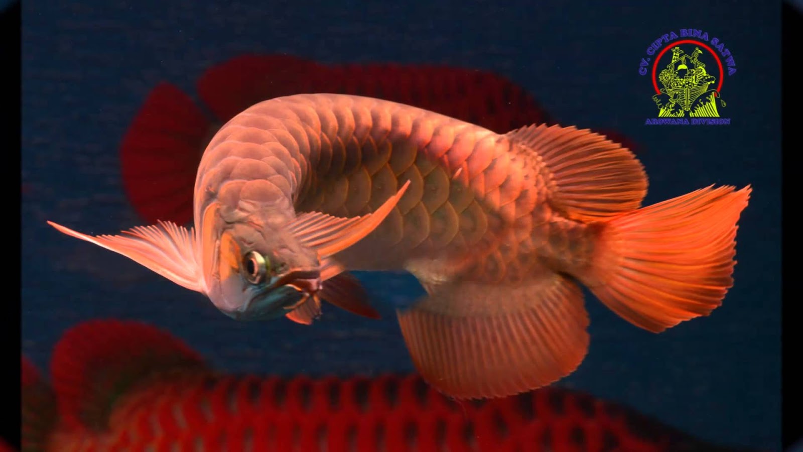 Dragon Fish Arowana Beauty - Cá Rồng Phong Thủy - HD Wallpaper 