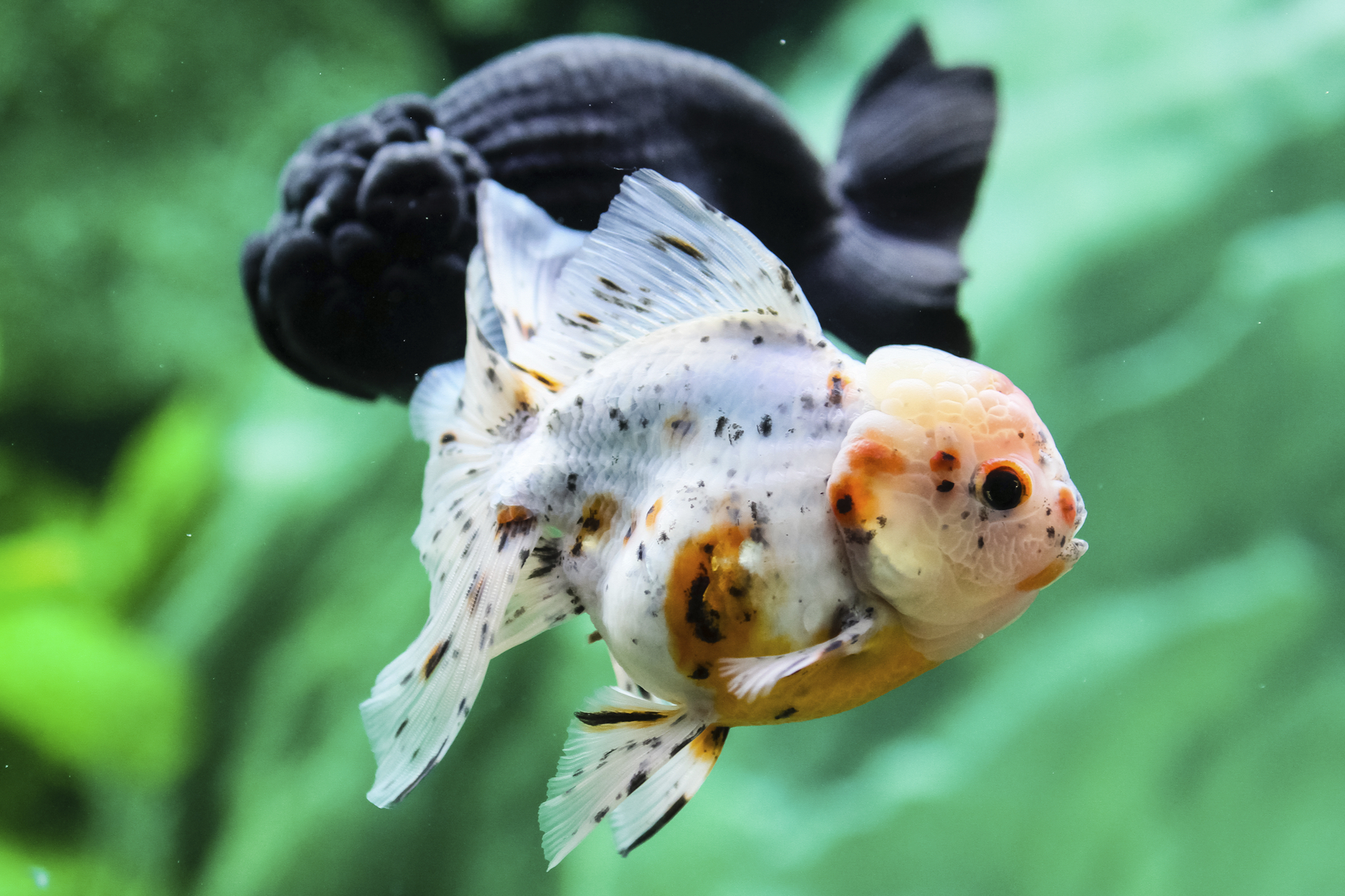 Bony-fish - HD Wallpaper 