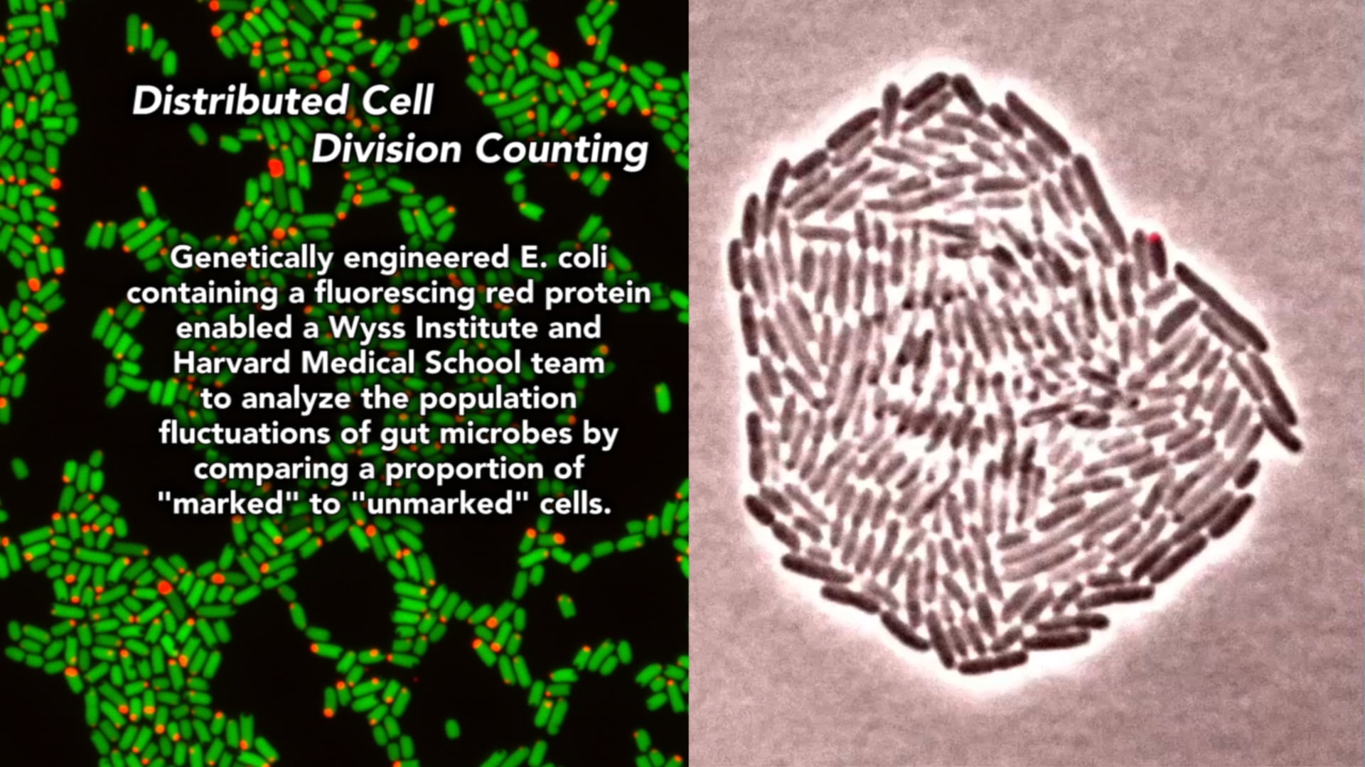 Distributed Cell Division Counter - Illustration - HD Wallpaper 
