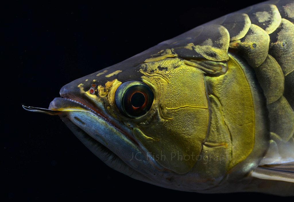 Ray-finned Fish - HD Wallpaper 