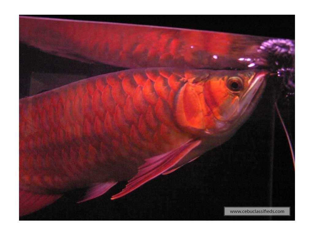 Wrasses - HD Wallpaper 