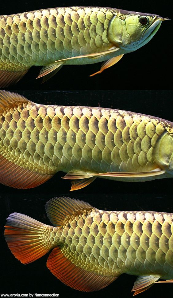 Dragon Fish Arowana Beauty - Red Tail Golden Arowana - HD Wallpaper 